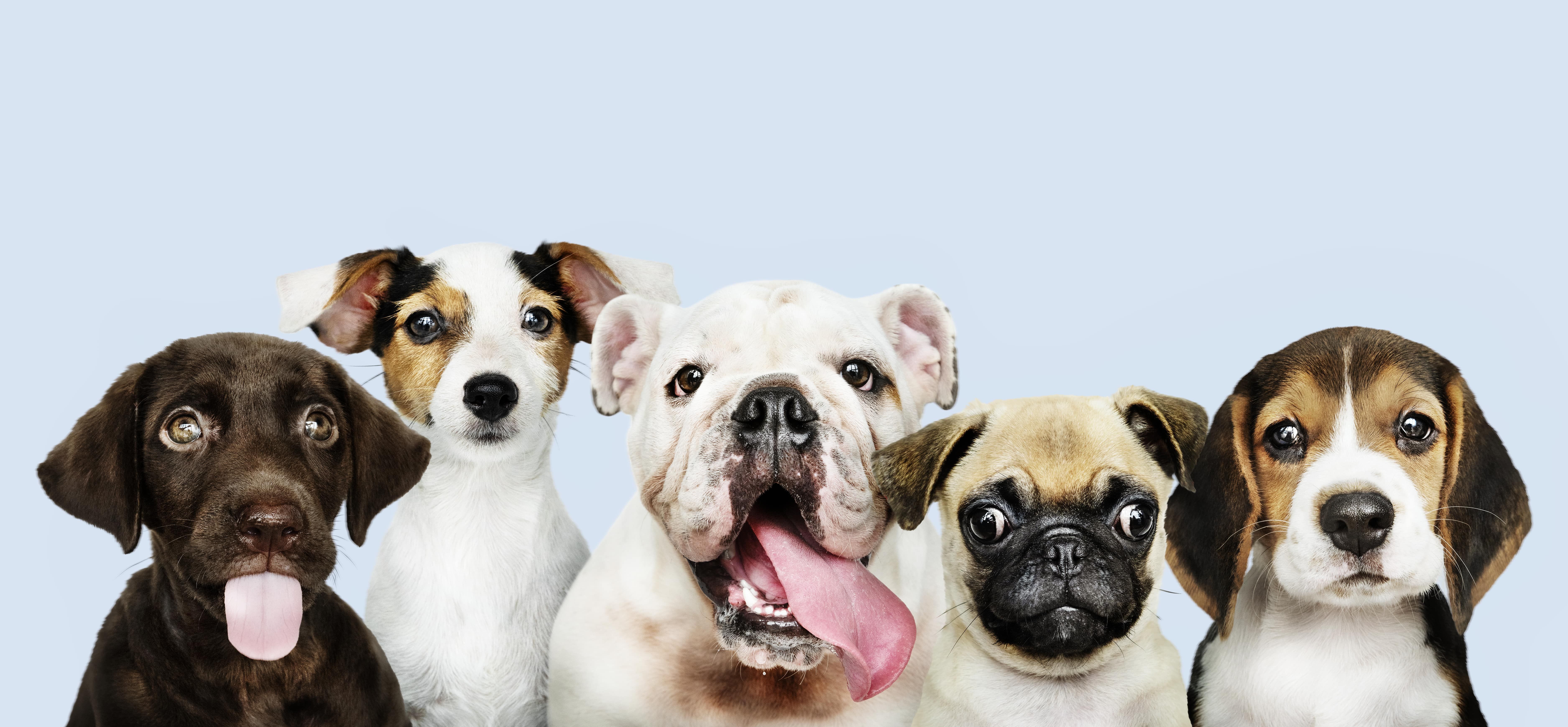 We are pet friendly